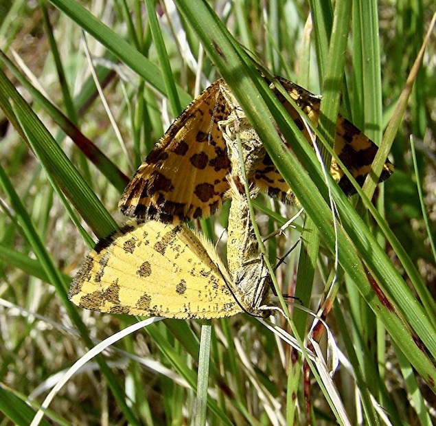 speckled yellow